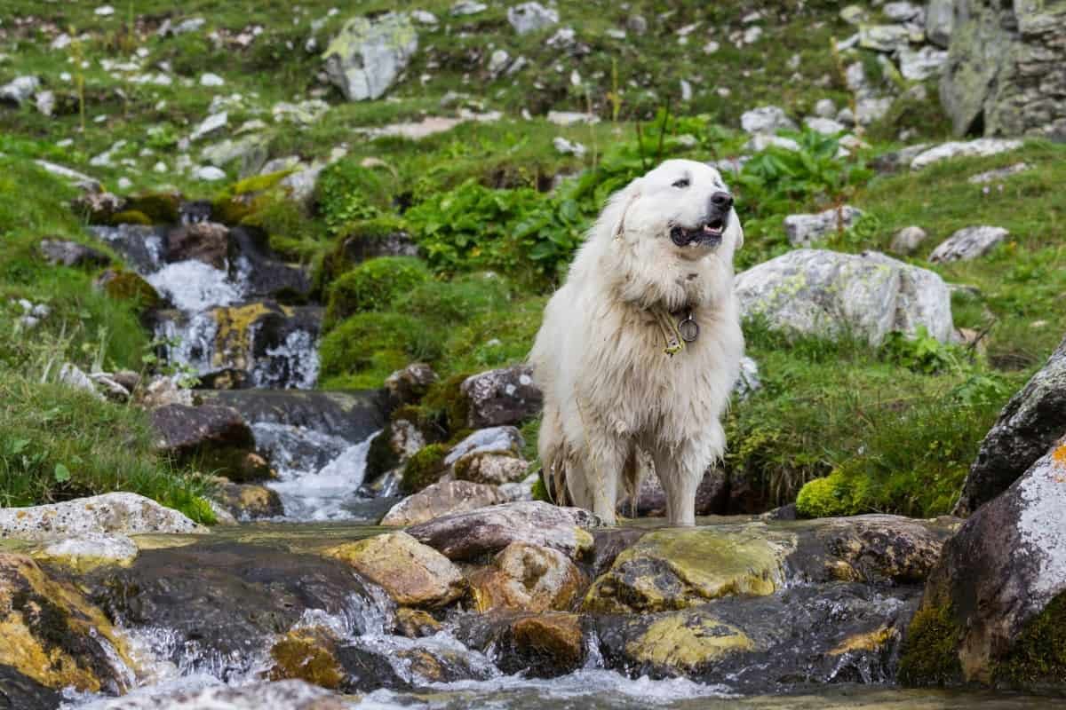 how to stop great pyrenees from barking