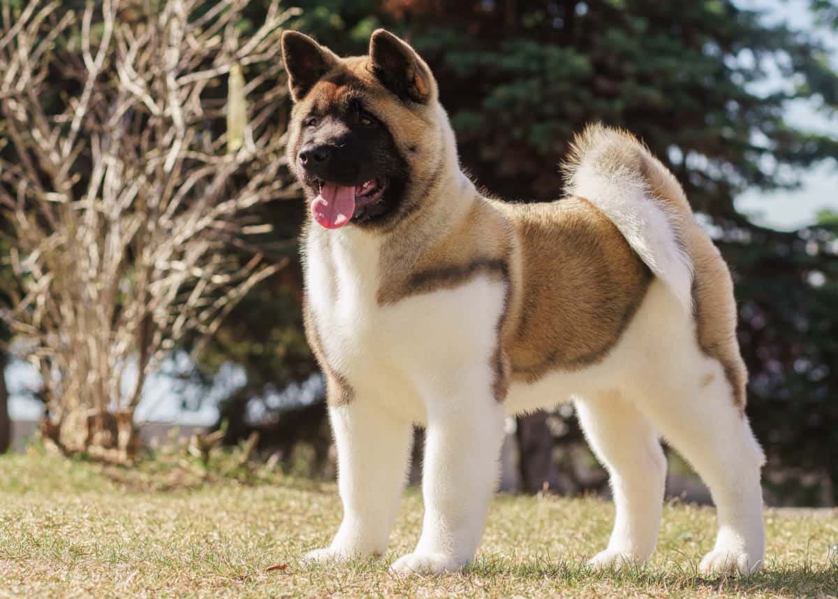 akita good with kids