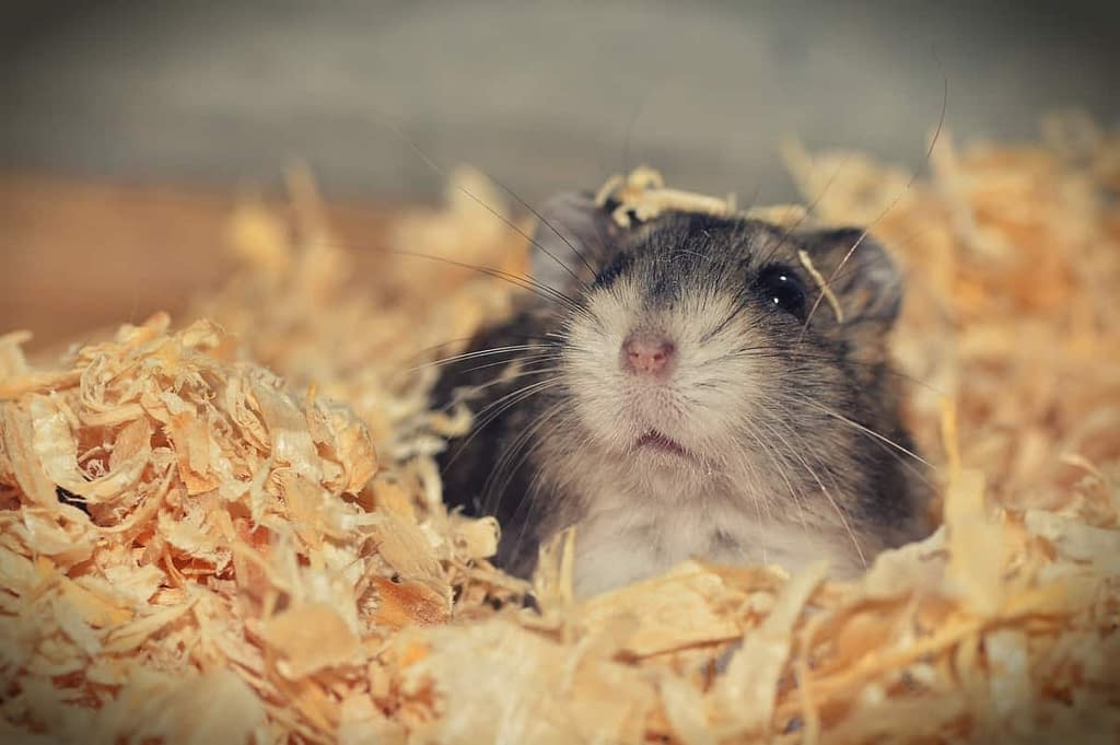 all about hamster care