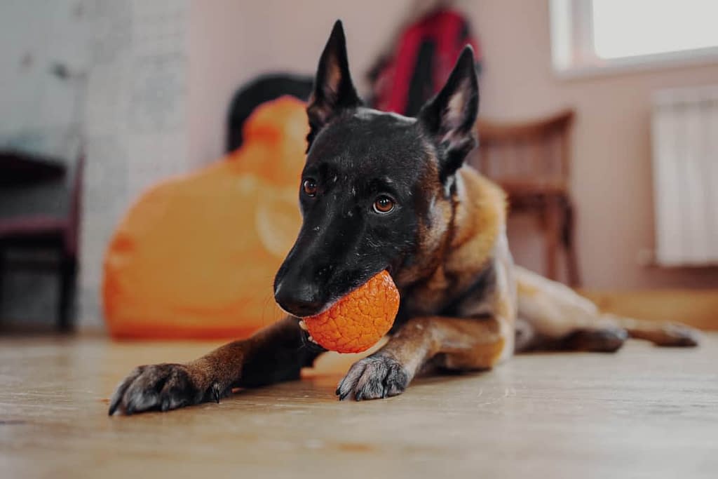 Can Belgian Malinois Live in Apartments 