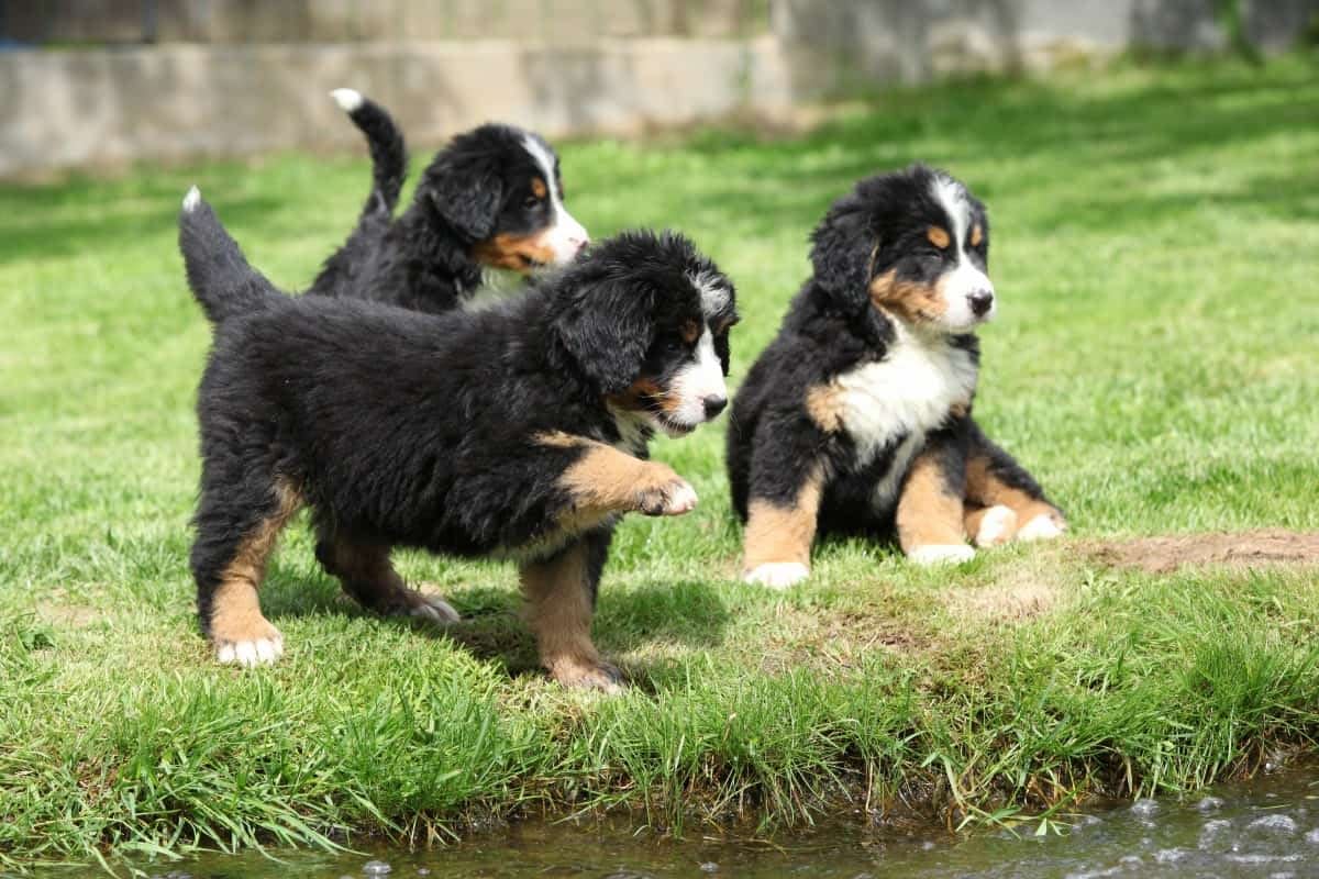 green mountain puppies