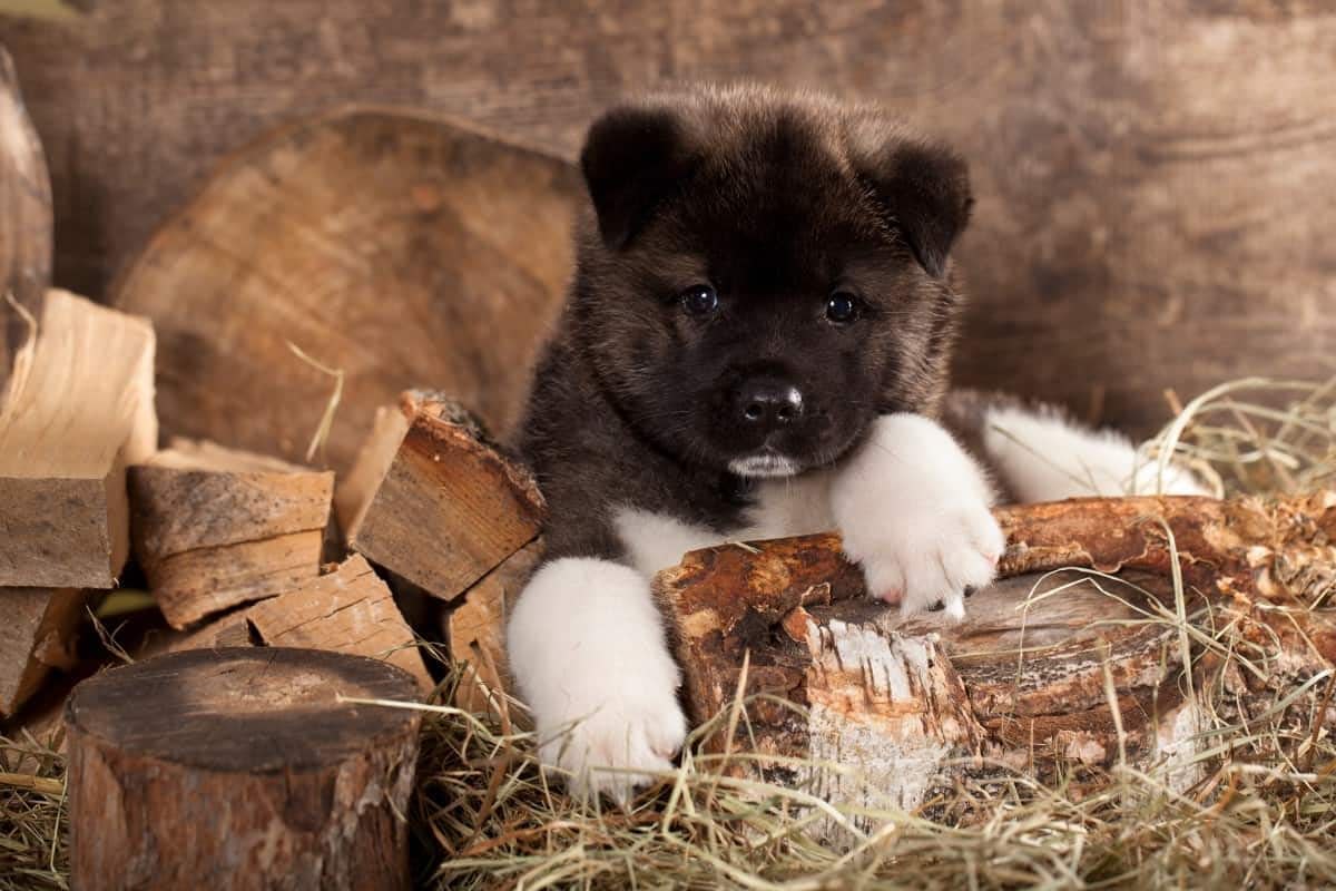 akita puppies for sale craigslist