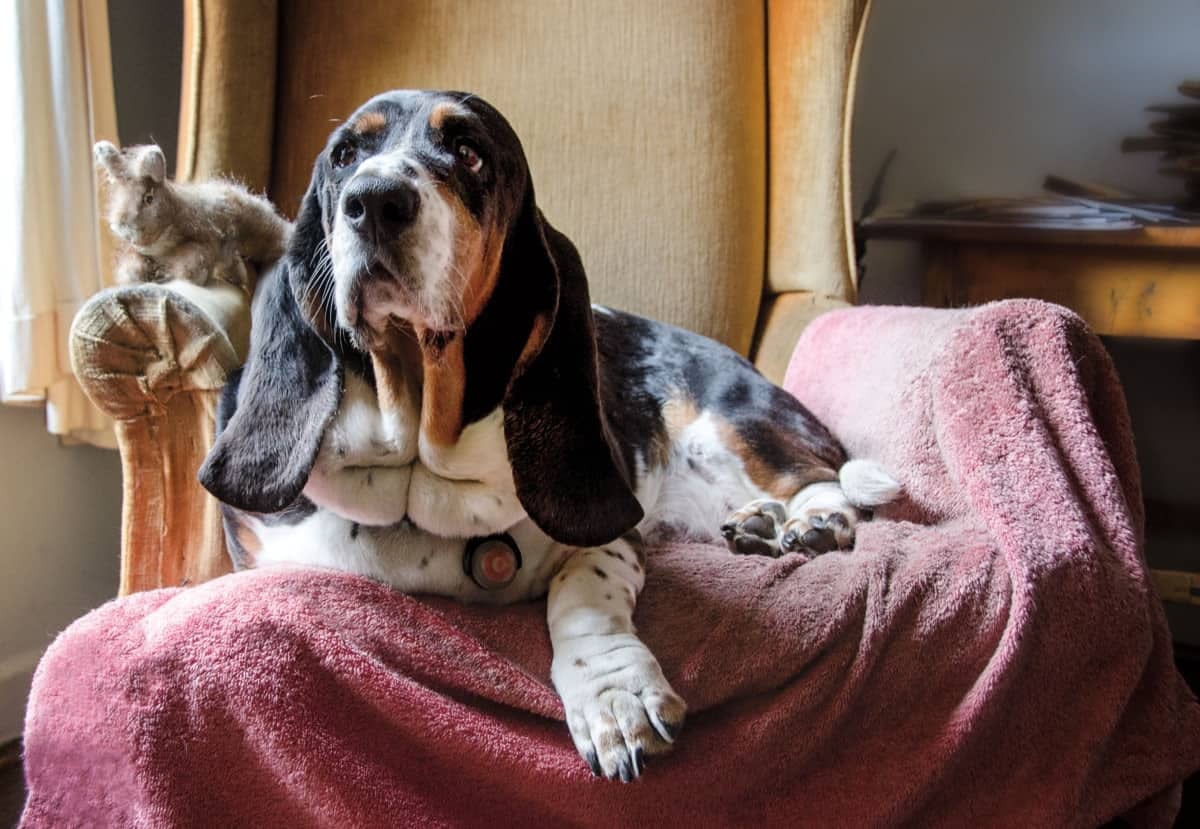 do basset hounds dig