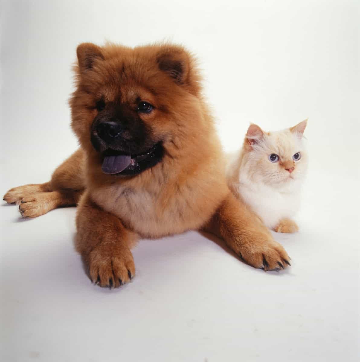 do chow chows get along with cats