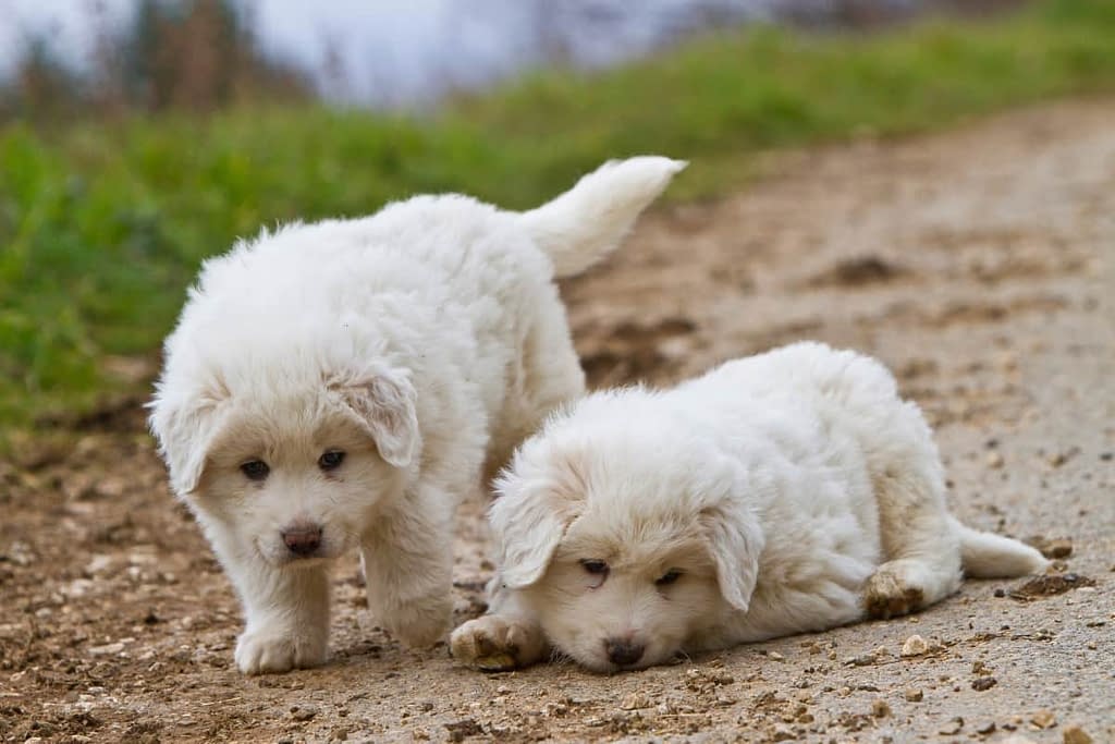 craigslist great pyrenees puppies
