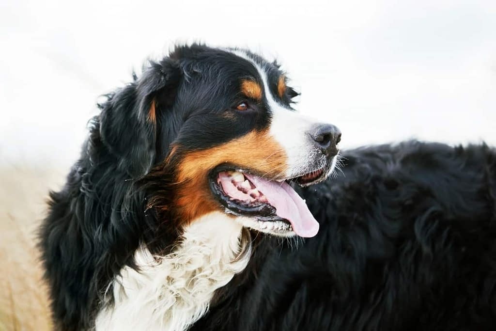 cornerstone bernese mountain dog