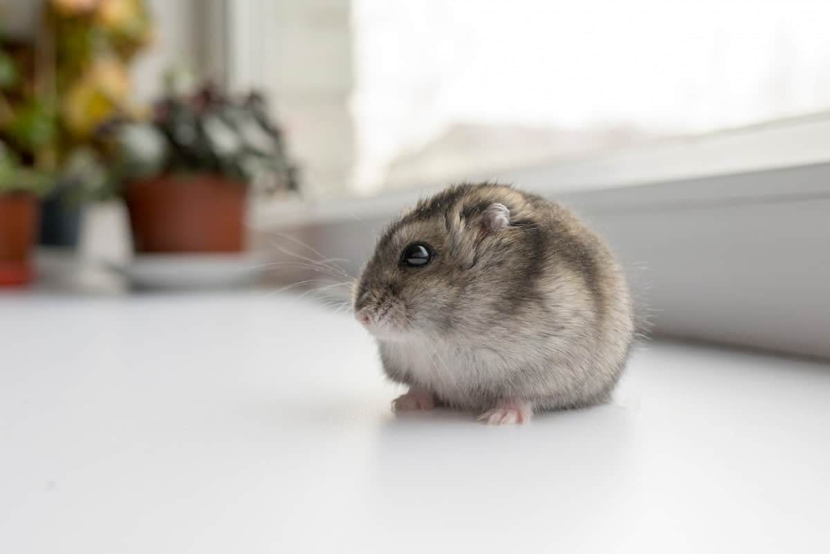 longest living hamster