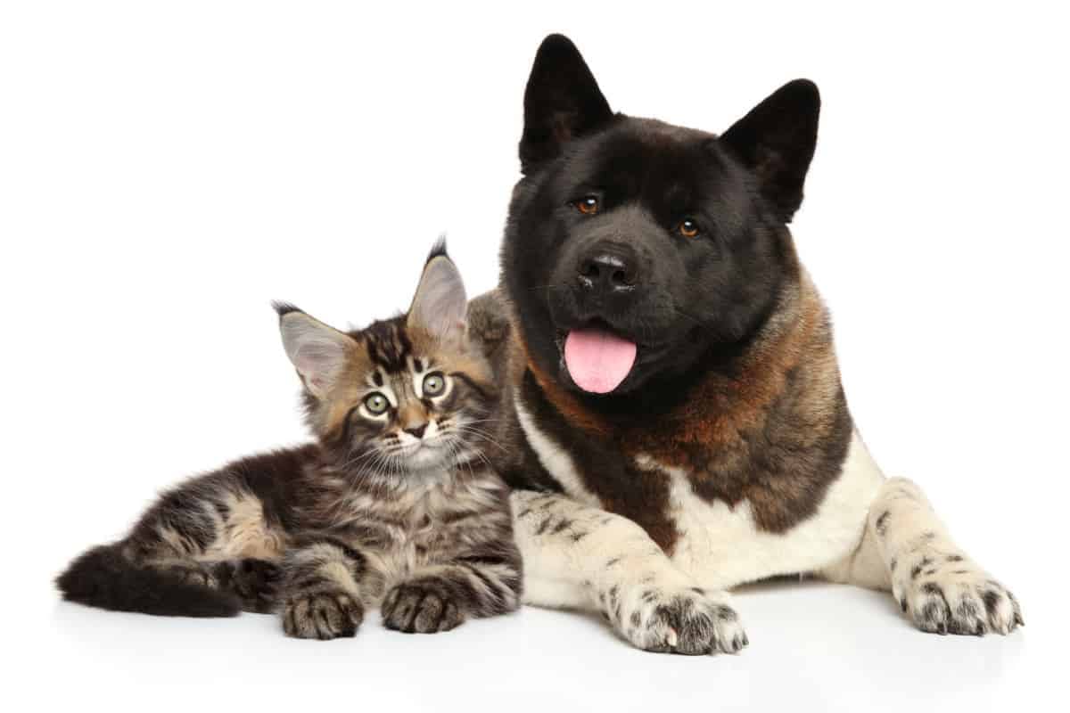 akita and cats