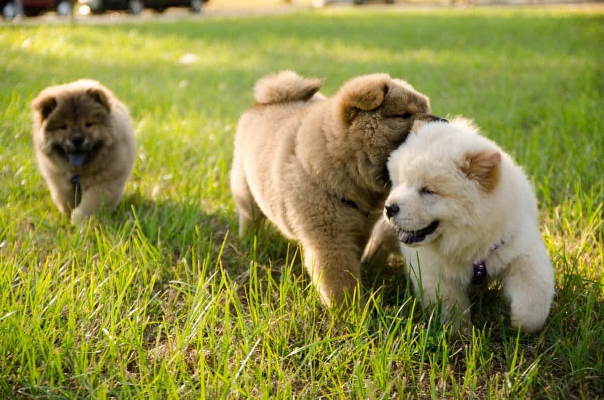 chow chow puppy breeders