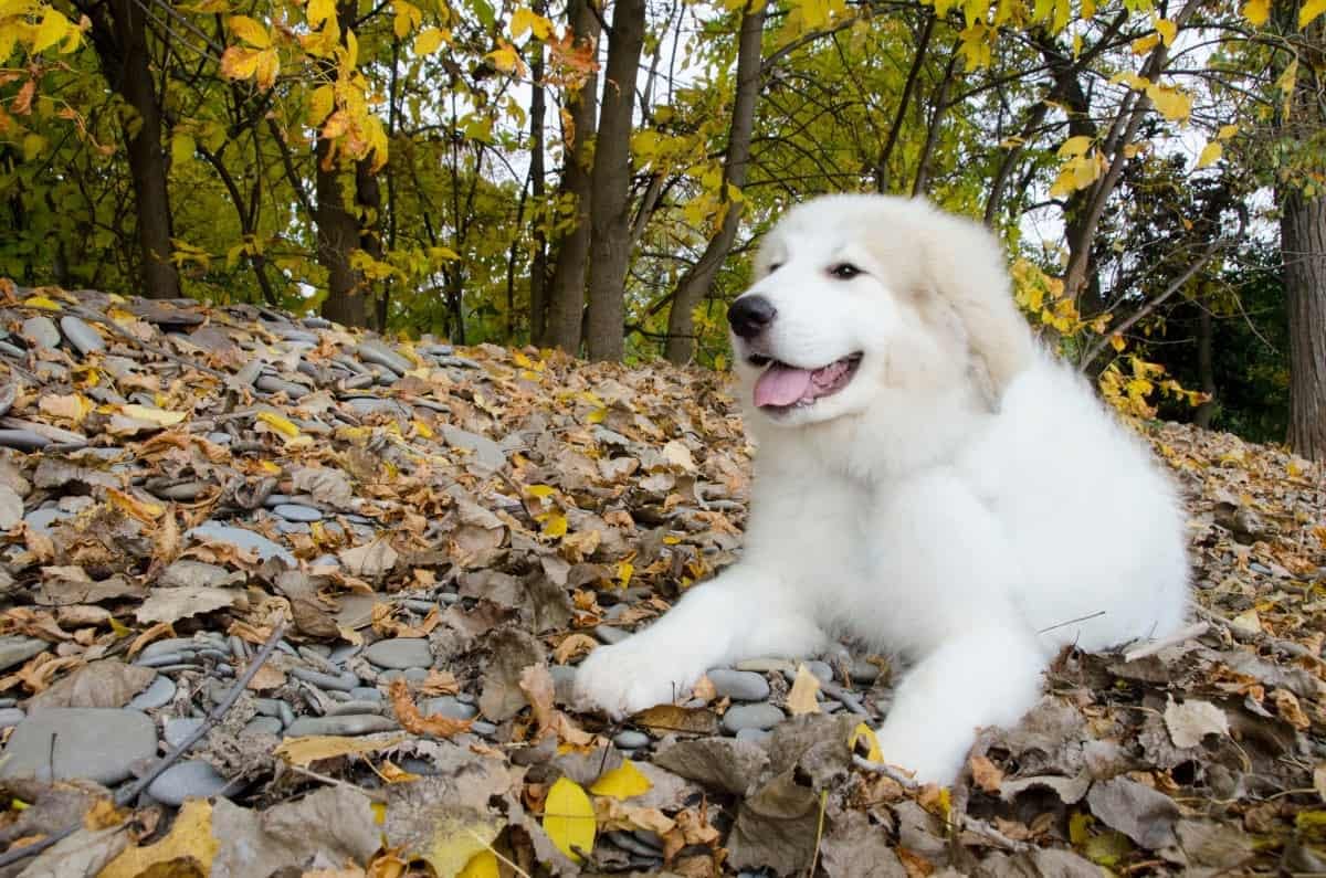 great pyrenees raincoat