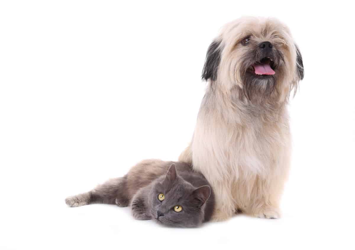 do shih tzus get along with cats