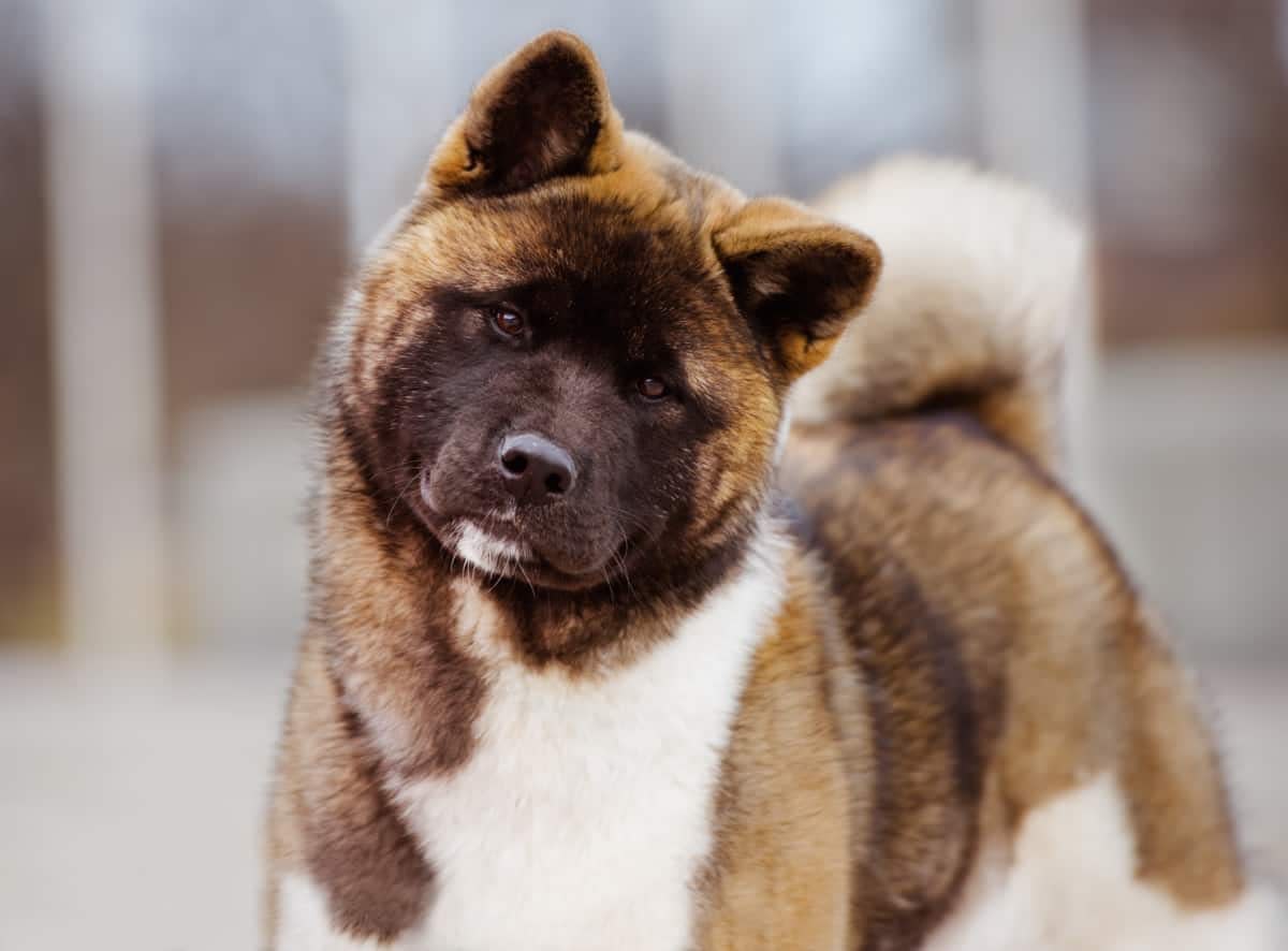 Can Akitas Live in Apartments? A Complete Guide PetMerlin