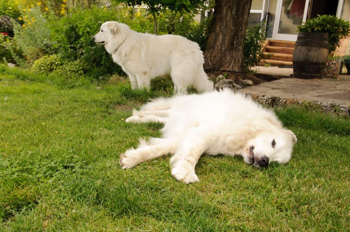 great pyrenees good with kids